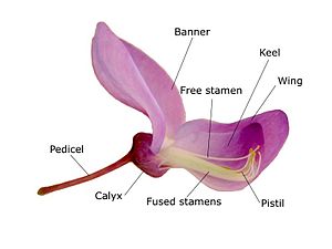 Anatomy of the wisteria flower (two petals  removed)